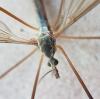 Tipula paludosa